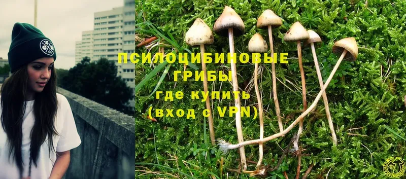 магазин    Анжеро-Судженск  Псилоцибиновые грибы Psilocybe 